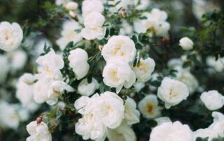 White Flowers