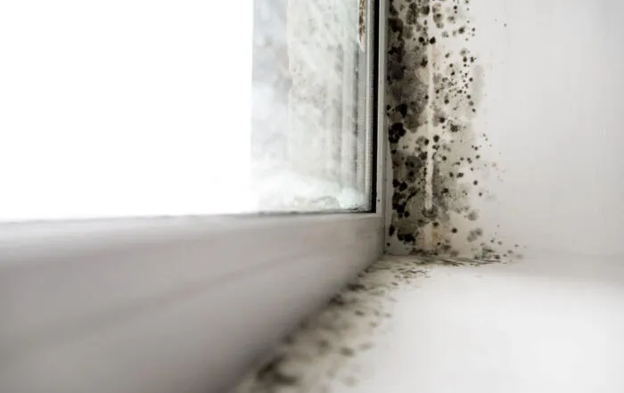 Close-up view of black mold growth on white window frame and wall corner.