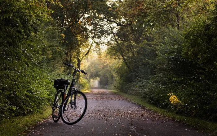 Bicycle parked on a leaf-covered path surrounded by dense green trees in soft sunlight.