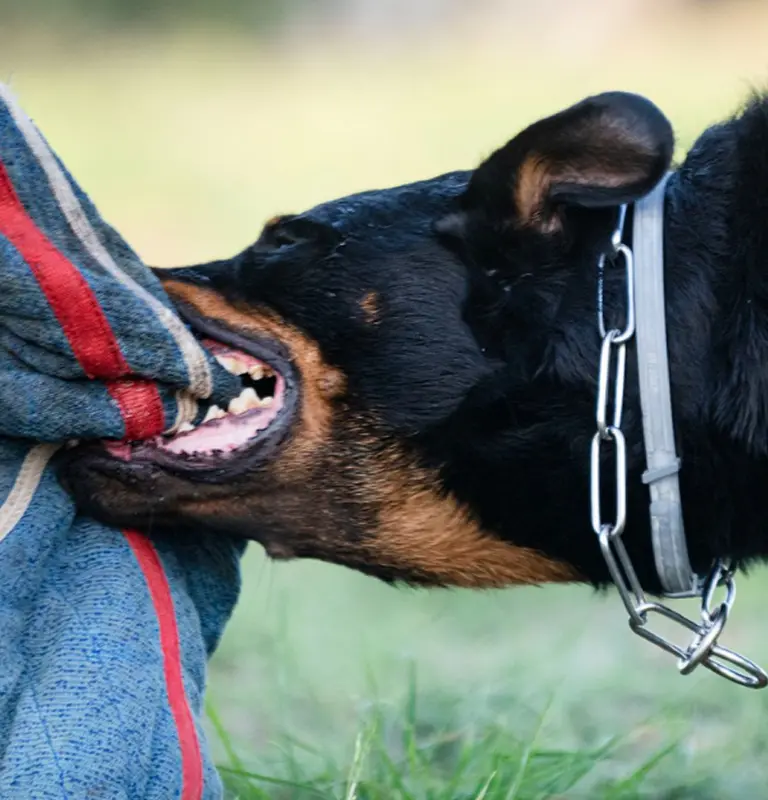 Close-up of a black and brown dog wearing a metal chain collar biting a blue and red striped fabric.
