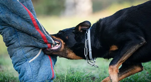 A black and tan dog biting a person's blue padded sleeve outdoors on grass.
