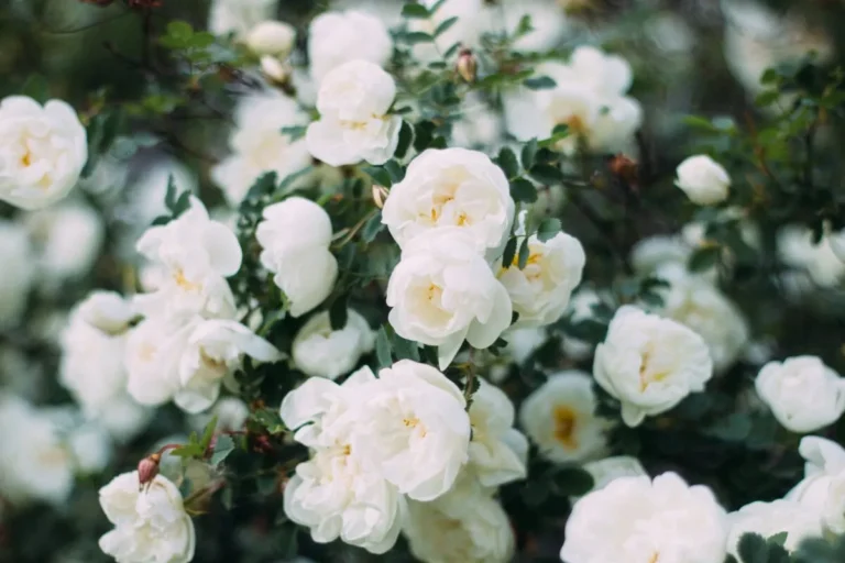 Cluster of white roses with green leaves in a natural outdoor setting.