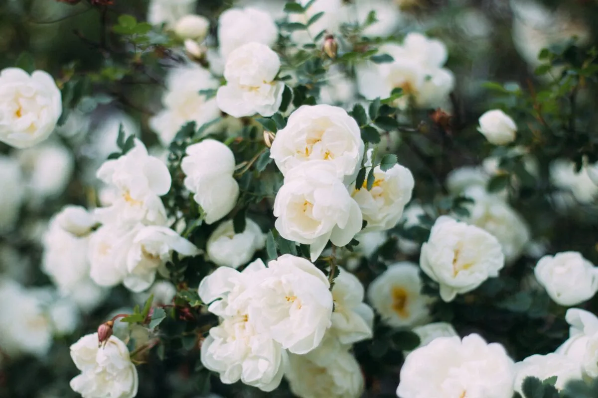Cluster of white roses with green leaves in a natural outdoor setting.