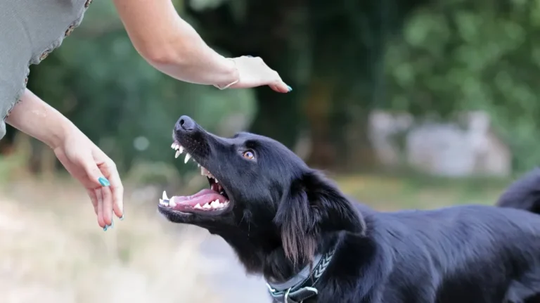 Black dog baring teeth with raised hands of person in outdoor setting
