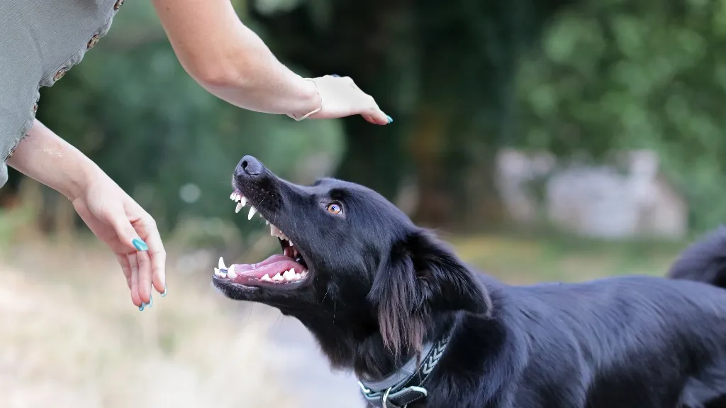 Black dog baring teeth with raised hands of person in outdoor setting