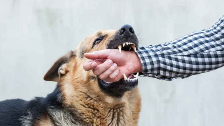 German Shepherd dog biting a person's arm wearing a black and white checkered shirt.